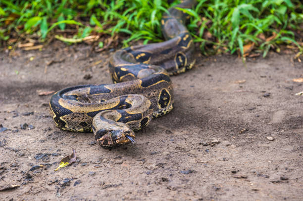 istock Boa constrictor comes out of the jungle 824352230