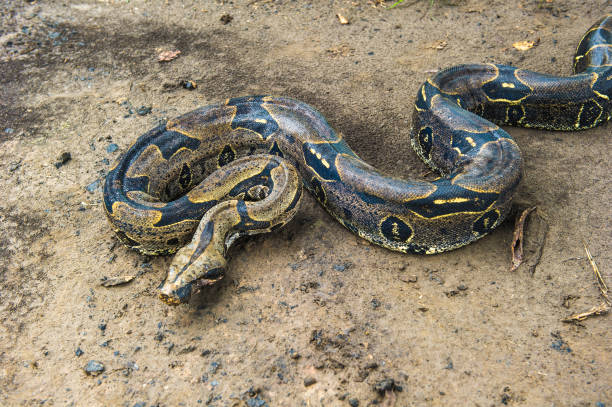 istock Boa constrictor, a species of large, heavy-bodied snake. 824352244