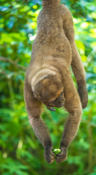 istock A Woolly Monkey ihangs on the branch 824352260