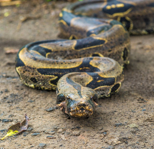 istock Boa constrictor comes out of the jungle 824352276