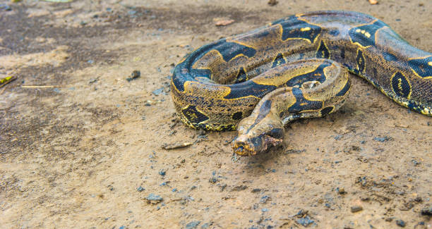 istock Boa constrictor, a species of large, heavy-bodied snake. 824352306