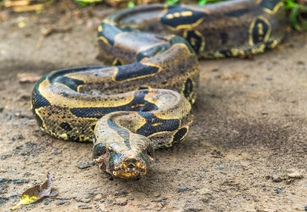 istock Boa constrictor comes out of the jungle 824352390