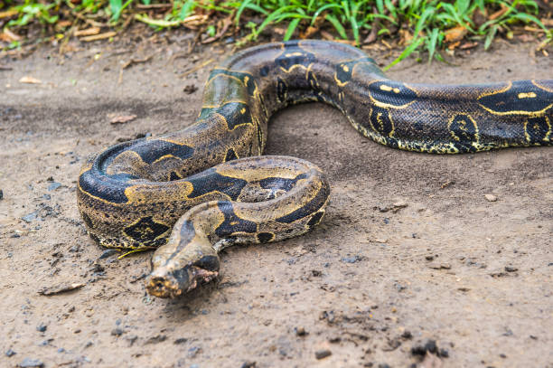 istock Boa constrictor, a species of large, heavy-bodied snake. 824352500