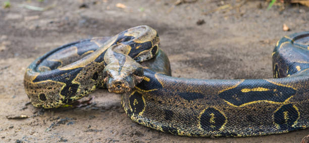 istock Boa constrictor on the ground in Peru 824352544