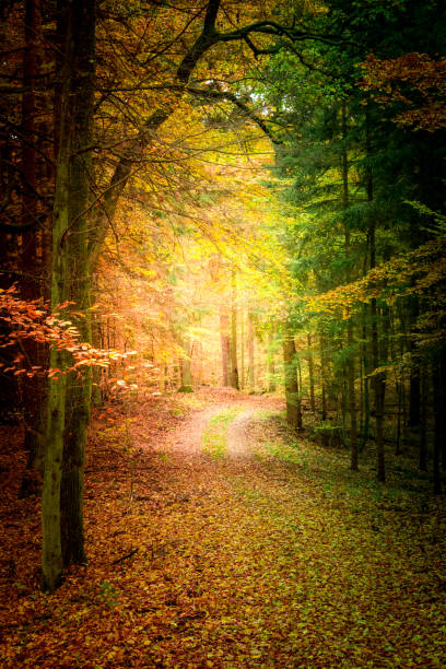 istock Colorful autumn in the forest in Poland 824352652