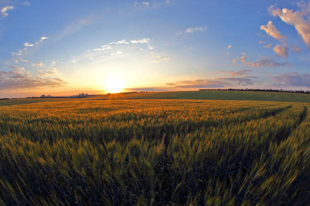 istock juicy wheat field in bright sunlight 824354998