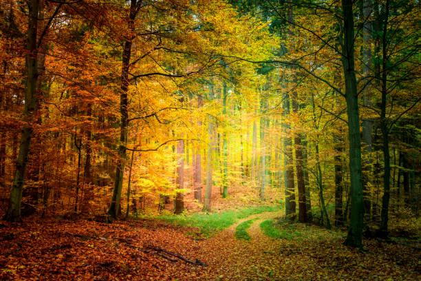 istock Gold and green path in the forest in Poland 824355508