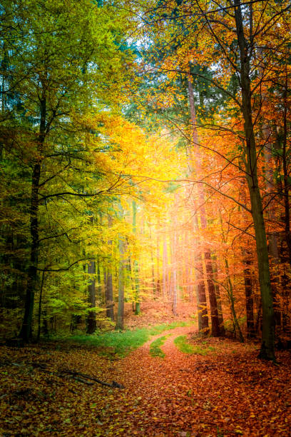 istock Amazing path in the forest in Europe 824355676