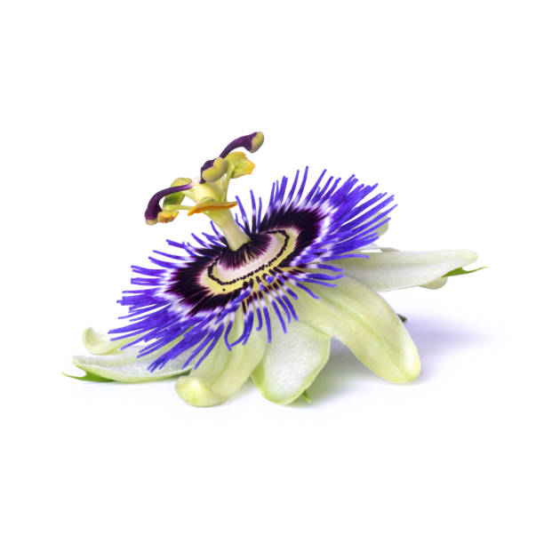 Passiflora passionflower isolated on white background. Big beautiful flower. Passiflora passionflower isolated on white background. Big beautiful flower eutrichomyias rowleyi stock pictures, royalty-free photos & images
