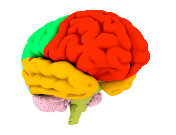 3d brain illustration and colored areas - parietal lobe imagens e fotografias de stock