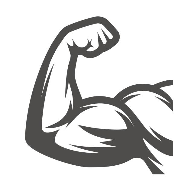 Muscle arms. Biceps Muscle arms. Biceps muscular build illustrations stock illustrations