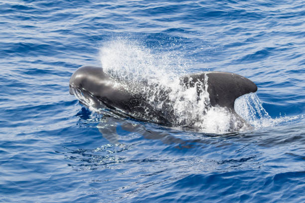 istock Whale breaching in the ocean, Tenerife, Canary Islands, Spain 824374042
