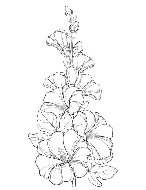 wektor pęczek z konturem alcea rosea lub hollyhock kwiat, łodyga, pączek i liść izolowane na białym tle. - white background flower bud stem stock illustrations