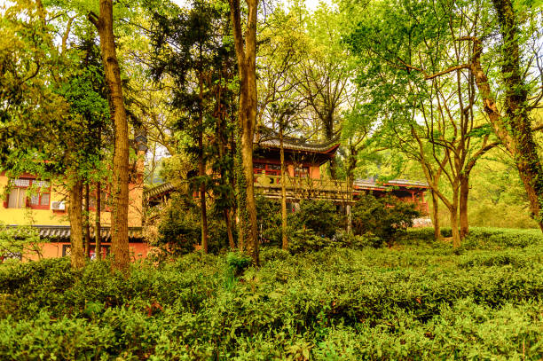 istock Lingyin Temple (Temple of the Soul's Retreat) complex. One of the largest Buddhist temples in China 824374376