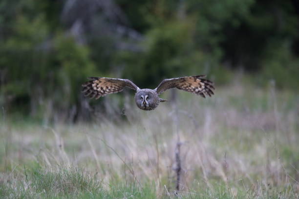 istock Great grey owl (Strix nebulosa) Sweden Bartkauz Schweden 824384348