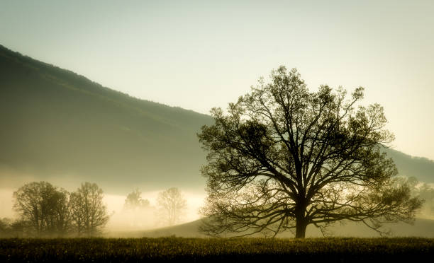istock Single tree in Smoky Mountains with mist 824387028