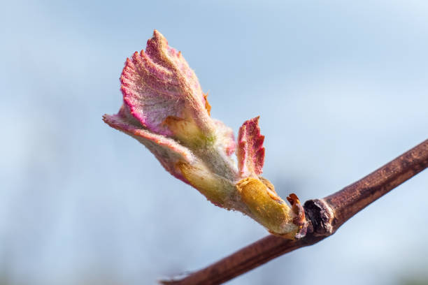istock Young sprout of grapes. Vineyard buds in spring 824387476