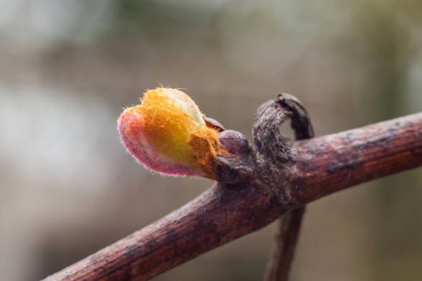 New growth budding out from grapevine Vineyard, Georgia