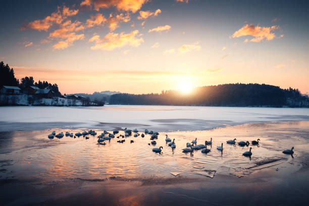 Group Of Swans In Frozen Lake Large group of swans and ducks swimming on frozen lake (Šmartinsko lake, Celje, Slovenia). swan at dawn stock pictures, royalty-free photos & images