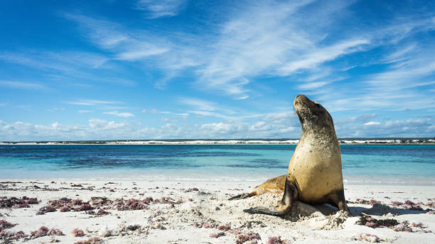 istock Sea Lion on Lancelin Island 824396050