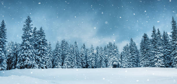 Panoramic Fairy Winter Forest Winter background with snowcapped pine trees and snowflakes falling from the sky. deep snow stock pictures, royalty-free photos & images