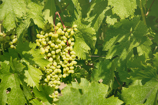 bunch of green grapes on a Bush