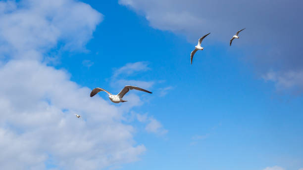 istock Flock of seagulls in flight, nature 824403276