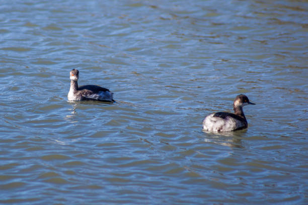 istock Two young seagulls floating on the water 824403556