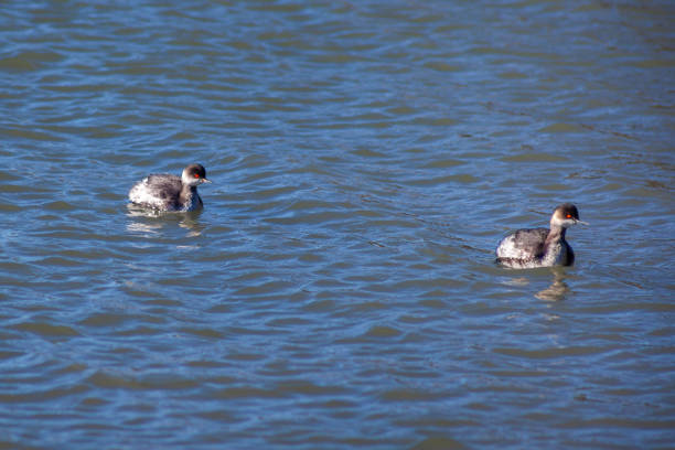 istock Two young seagulls floating on the water 824403604
