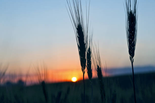 istock silhouette of wheat ears after sunset closeup 824404504