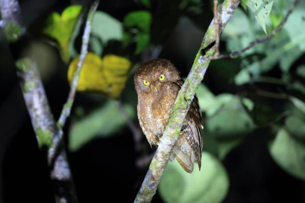 istock Simeulue scops owl (Otus umbra) in Simeulue island, Indonesia 824407380