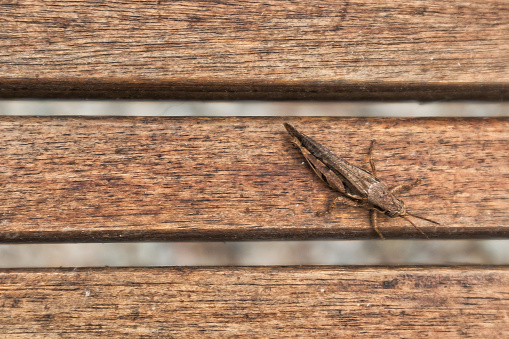 Grasshopper on wooden board