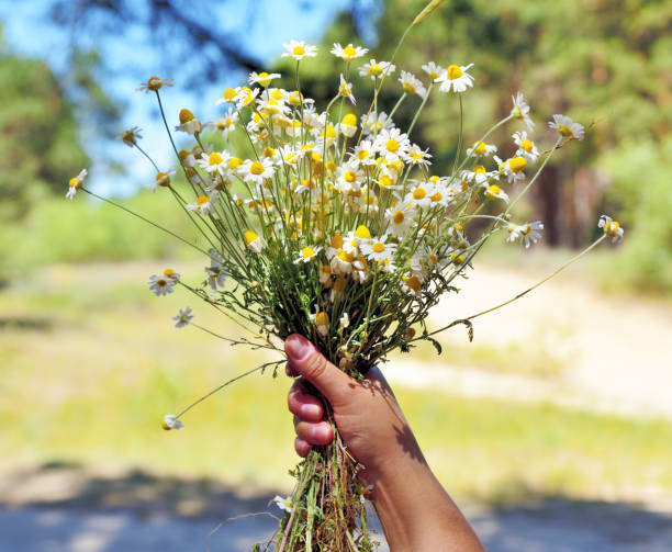istock Female hand holds a bouquet of white daisies 824469100