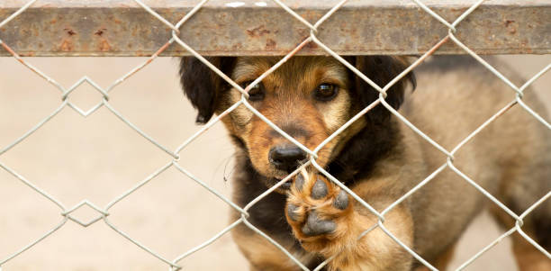 istock Dog puppy banner 824486752