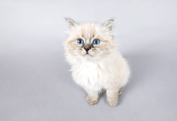 istock Portrait of Siberian kitten, studio shoot 824494916