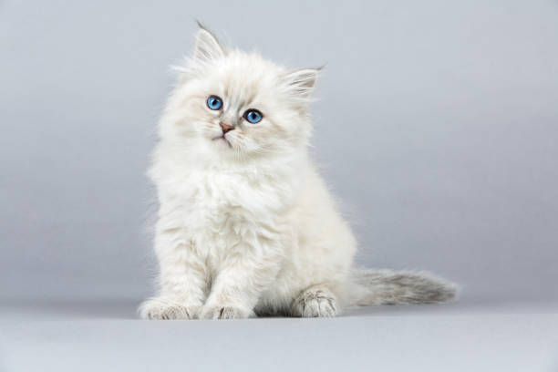 istock Portrait of Siberian kitten, studio shoot 824496492