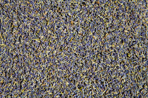 istock Spice Dried lavender flowers as background 824497100