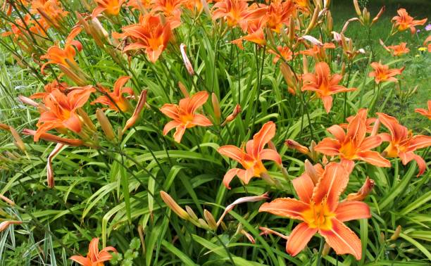 istock flowerbed with orange lilies 824499142
