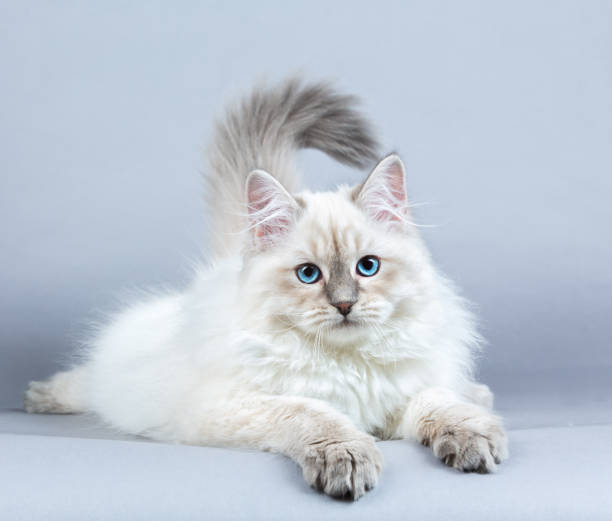 Portrait of Siberian kitten, studio shoot stock photo