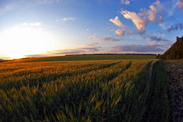 istock juicy wheat field in bright sunlight 824528220