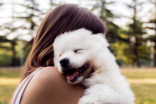 Happy woman playing in the Park with a white fluffy dog breeds Samoyed