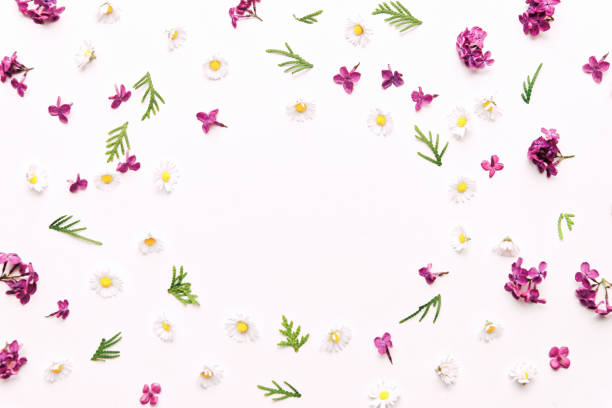 istock Frame with daisy and violet lilac flowers 824558042