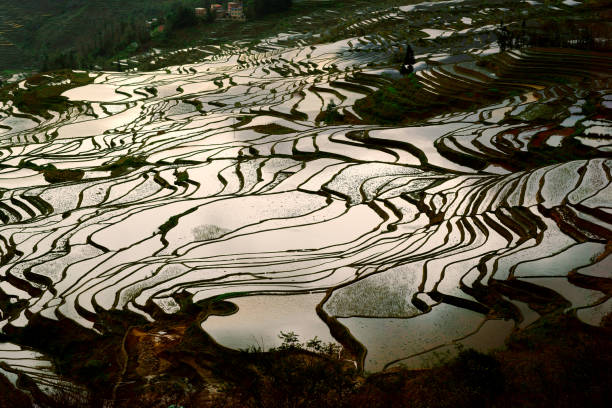 istock Flooded rice fields in South China 824558168