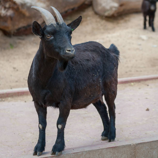 istock Close up of a goat 824558514