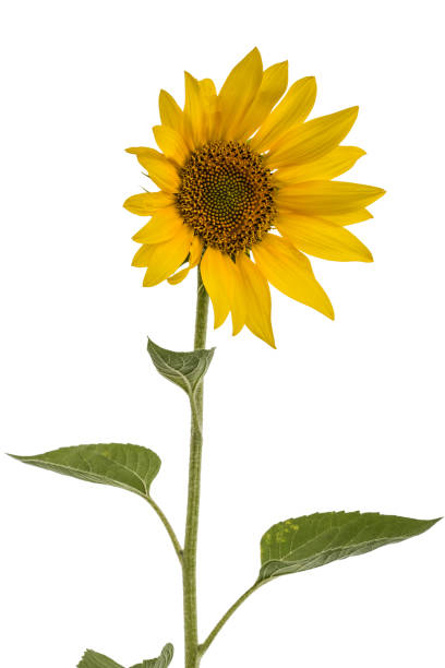 istock Sunflower isolated on white background 824561026