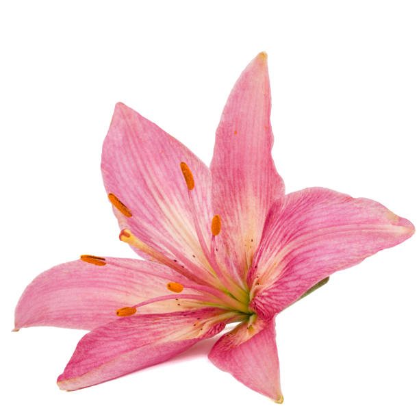 istock Flower of a pink lily, isolated on white background 824561180