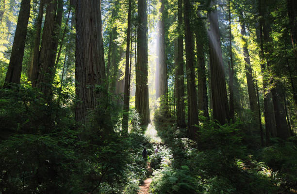 istock Sunrays in a magnificent redwood forest 824562056