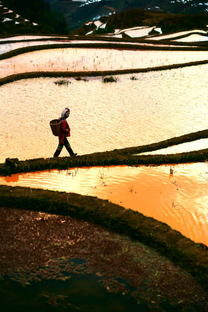 istock Flooded rice fields in South China 824562098
