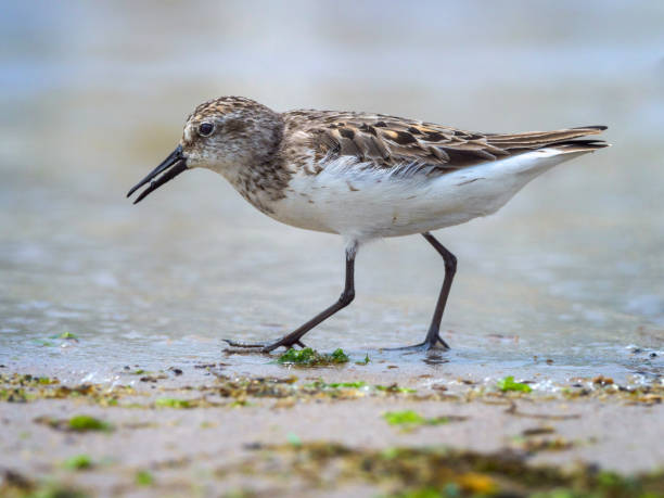 istock Sandpiper on the beach 824562380