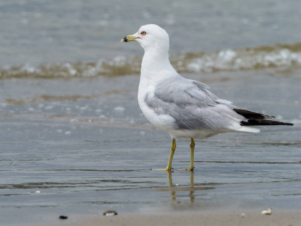 istock Seagull on the Beach 824562382